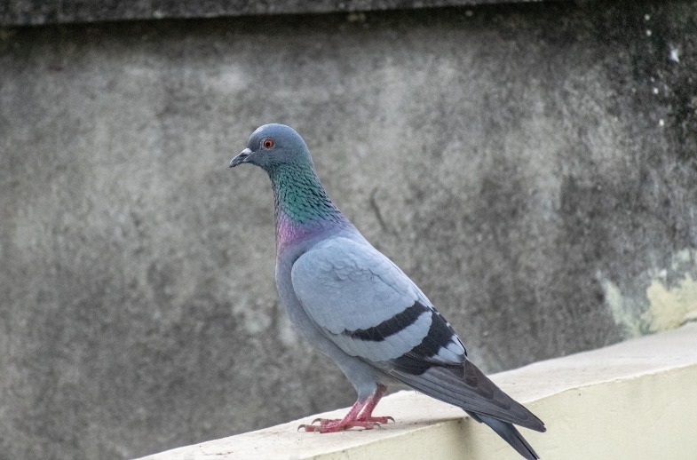 Le pigeon et le colibri — Pro Tem